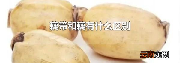 藕带和藕有什么区别