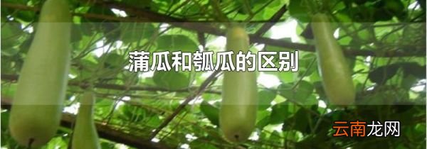 蒲瓜和瓠瓜的区别