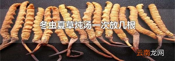 冬虫夏草炖汤一次放几根