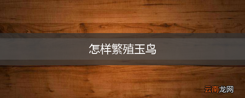 怎样繁殖玉鸟
