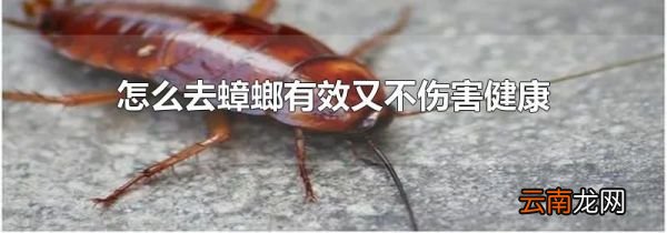 怎么去蟑螂有效又不伤害健康
