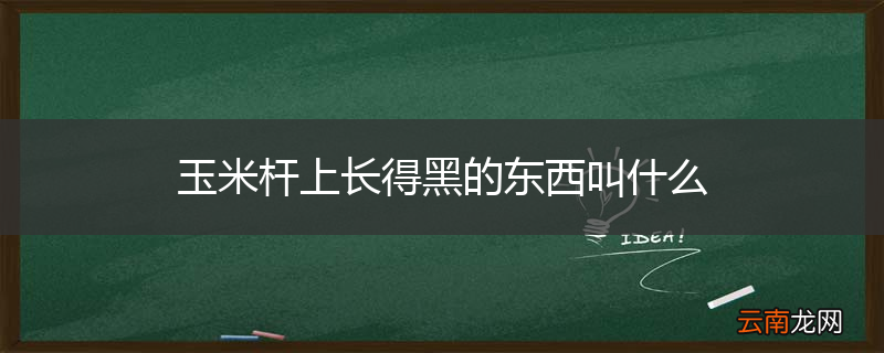 玉米杆上长得黑的东西叫什么