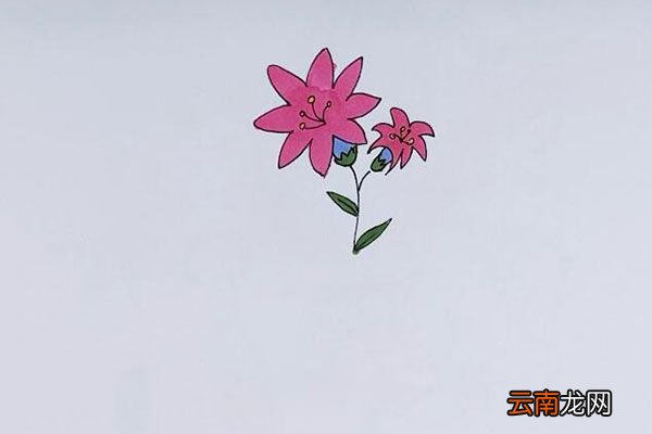 花草简笔画