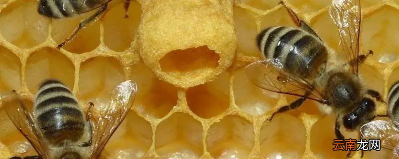 蜜蜂会走吗