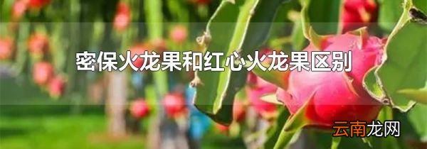 密保火龙果和红心火龙果区别
