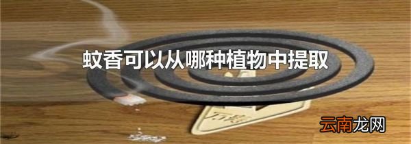 蚊香可以从哪种植物中提取