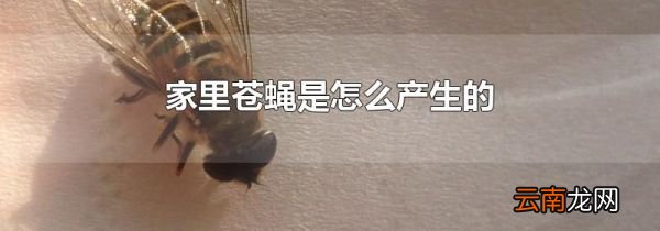 家里苍蝇是怎么产生的