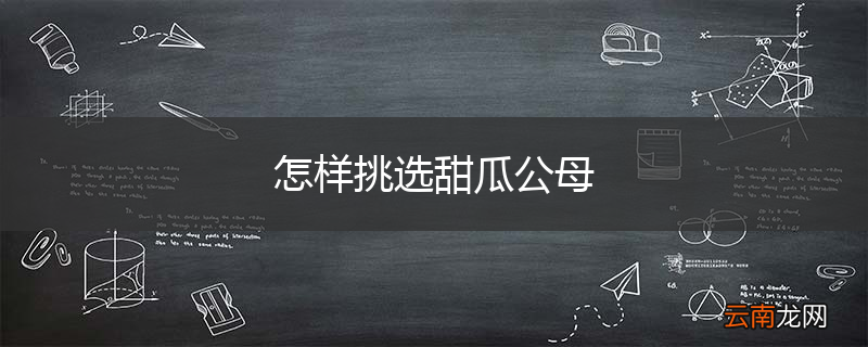 怎样挑选甜瓜公母