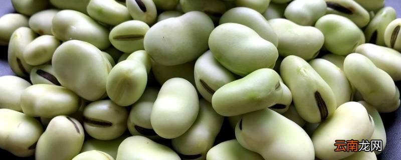 蚕豆是什么