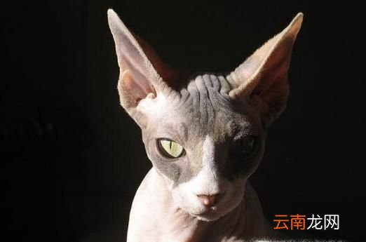 被猫抓伤后的正确处理方法