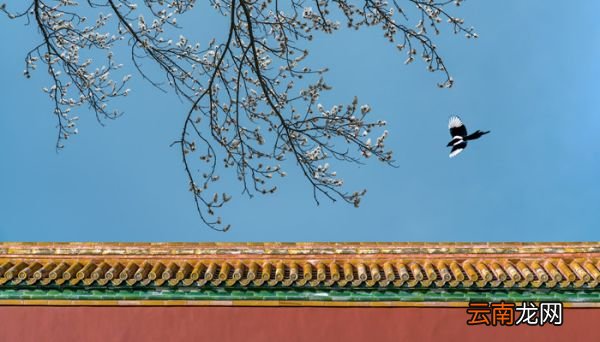 群鹊喧舞,若庆且谢也是什么意思 群鹊喧舞,若庆且谢也的意思是什么
