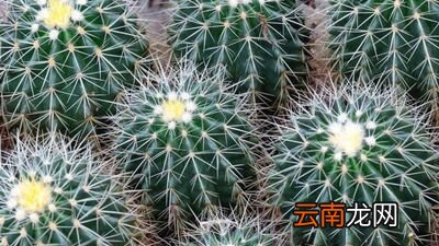 卧室放什么植物对身体好？睡房适合养什么植物？