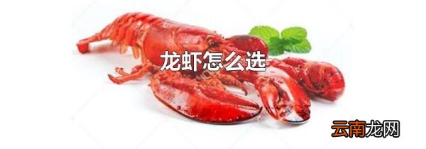 龙虾怎么选