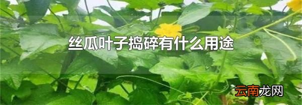 丝瓜叶子捣碎有什么用途
