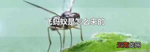 飞蚂蚁是怎么来的