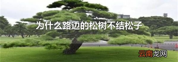 为什么路边的松树不结松子