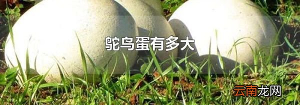 鸵鸟蛋有多大