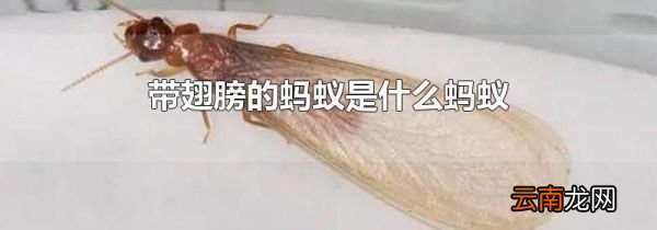 带翅膀的蚂蚁是什么蚂蚁