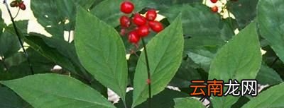 人参出现花叶怎么办