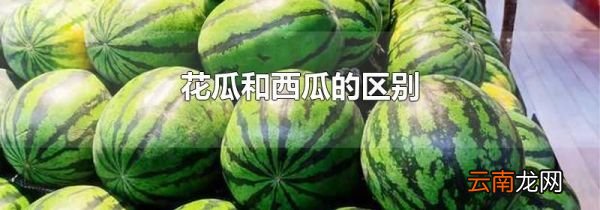 花瓜和西瓜的区别