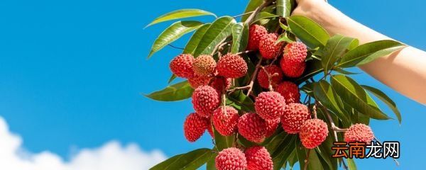 荔枝怎么保存新鲜 如何保存新鲜荔枝