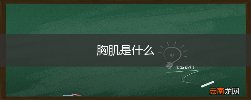 胸肌是什么