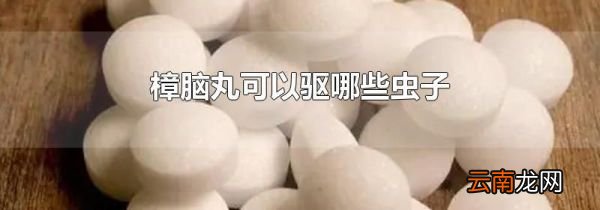 樟脑丸可以驱哪些虫子