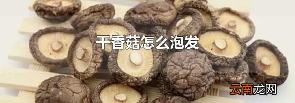 干香菇怎么泡发