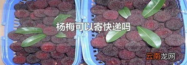 杨梅可以寄快递吗