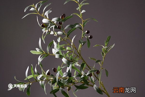 橄榄叶的功效与作用 橄榄叶的功效与作用是什么