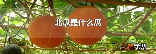 北瓜是什么瓜