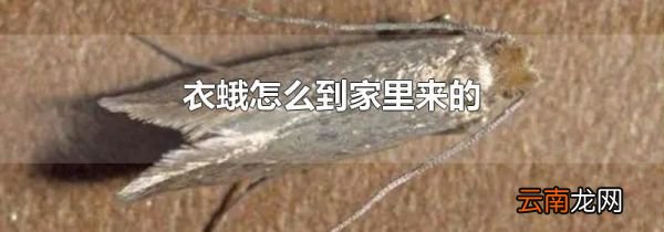 衣蛾怎么到家里来的
