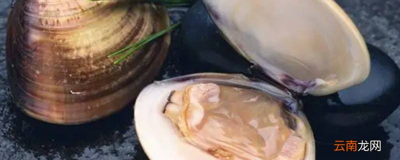 河蚌的贝壳是用来游泳的吗