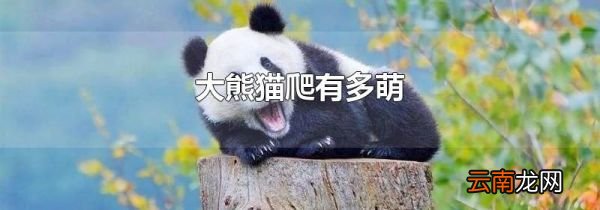 大熊猫爬有多萌