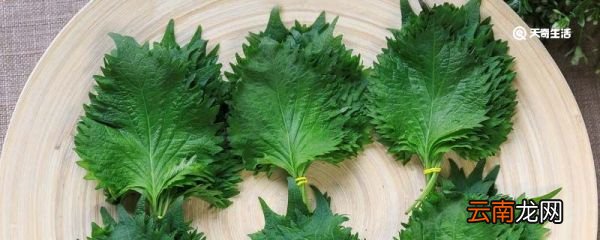 农村臭菜是什么菜 农村臭菜是什么