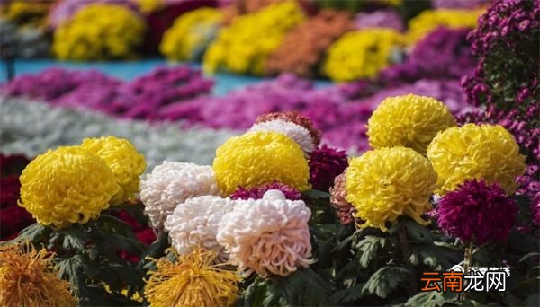 菊花代表什么 菊花代表什么精神