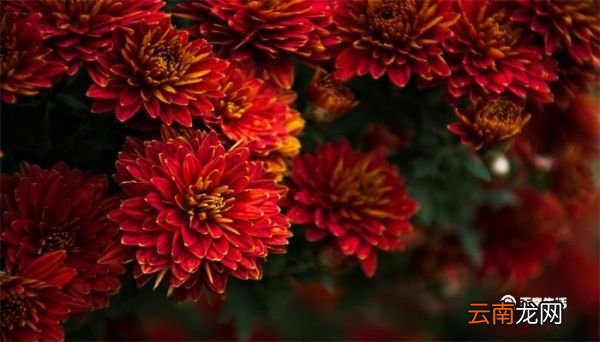 菊花代表什么 菊花代表什么精神