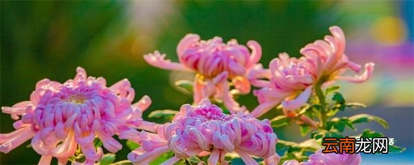 菊花代表什么 菊花代表什么精神