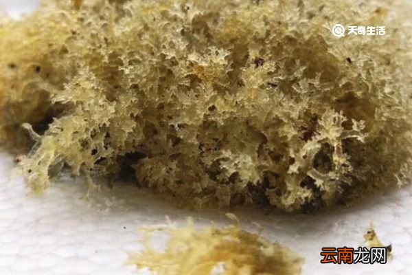 竹虫花的功效与作用 竹虫花的功效作用