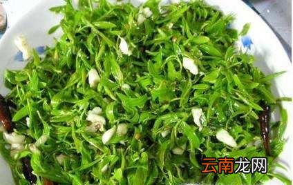 常见野草的名称及其功效