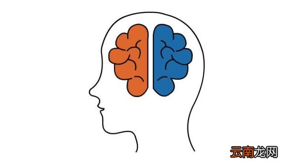 大脑怎么画简笔画