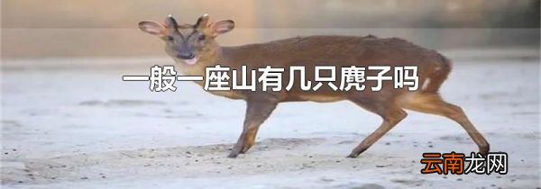 一般一座山有几只麂子吗