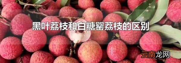 黑叶荔枝和白糖罂荔枝的区别