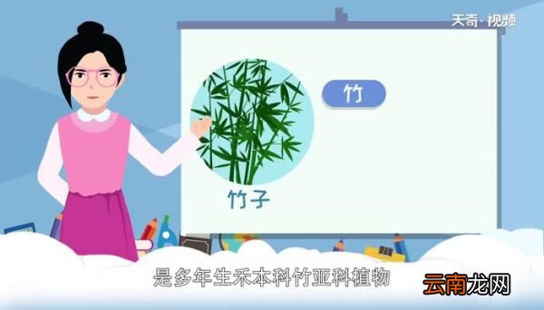 竹子是树还是草 竹子是什么植物