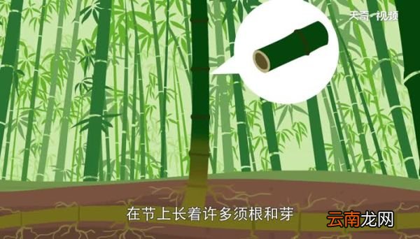 竹子是树还是草 竹子是什么植物
