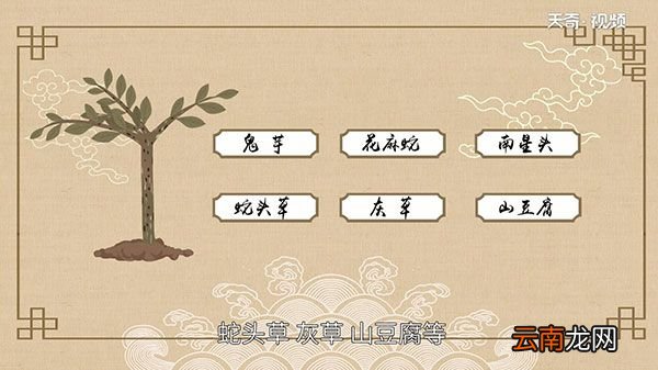 魔芋是什么 魔芋是什么做的
