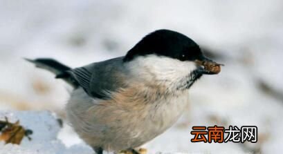 贝子鸟怎么分公母