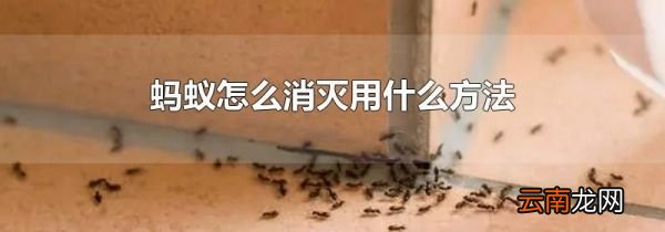 蚂蚁怎么消灭用什么方法