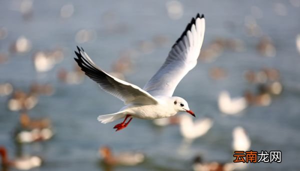 海鸥告诉我们什么道理 寓言故事海鸥告诉我们什么道理