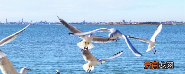 海鸥告诉我们什么道理 寓言故事海鸥告诉我们什么道理